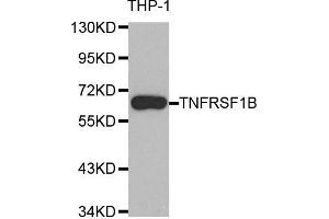 Western blot analysis of extracts of THP-1 cell line, using TNFRSF1B antibody. (TNFRSF1B 抗体)