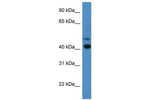 OPN1SW 抗体  (C-Term)