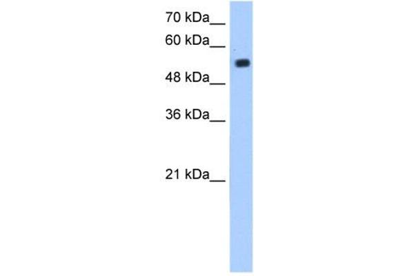 ZIK1 抗体  (N-Term)