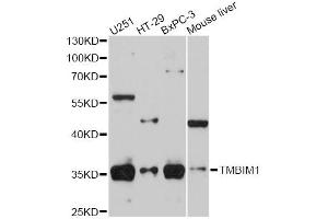 Western blot analysis of extracts of various cell lines, using RECS1 antibody (ABIN5974814) at 1/1000 dilution. (TMBIM1 抗体)