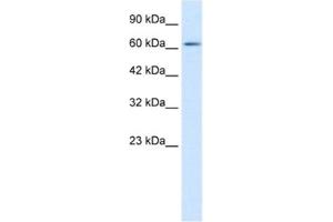 Western Blotting (WB) image for anti-FLJ12644 antibody (ABIN2461267) (FLJ12644 抗体)