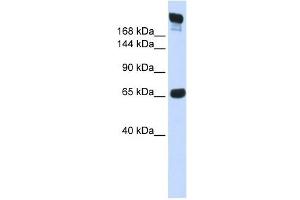 SI antibody used at 1 ug/ml to detect target protein. (SI 抗体)