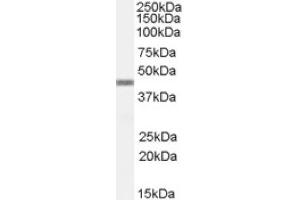 Image no. 1 for anti-Apolipoprotein B mRNA Editing Enzyme, Catalytic Polypeptide-Like 3G (APOBEC3G) (C-Term) antibody (ABIN374818) (APOBEC3G 抗体  (C-Term))