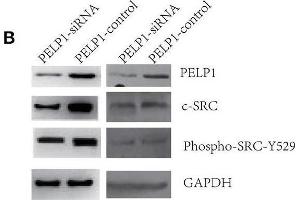 PELP1 knockdown downregulated c-Src-PI3K-Erk pathway. (Src 抗体  (pTyr529))