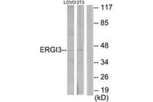 Western blot analysis of extracts from LOVO/NIH-3T3 cells, using ERGI3 Antibody. (ERGIC3 抗体  (AA 321-370))