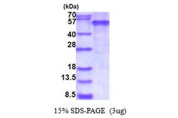 EDAR Protein (AA 27-448) (His tag)