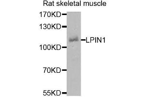 Western blot analysis of extracts of rat skeletal muscle, using LPIN1 antibody (ABIN5974936) at 1/1000 dilution. (Lipin 1 抗体)