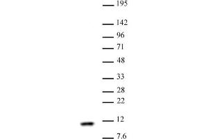 Histone H4 antibody (pAb) tested by Western blot Nuclear extract of HeLa cells (30 µg) probed with Histone H4 antibody (1:1,000). (Histone H4 抗体)