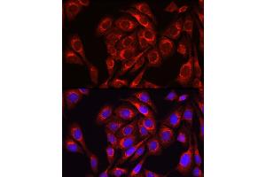 Immunofluorescence analysis of U2OS cells using Mitofusin-1/MFN1 Rabbit pAb (ABIN6128299, ABIN6143797, ABIN6143798 and ABIN6225221) at dilution of 1:100 (40x lens). (MFN1 抗体  (AA 622-741))