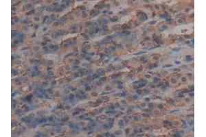 IHC-P analysis of Rat Intestine Tissue, with DAB staining. (AMH 抗体  (AA 447-553))