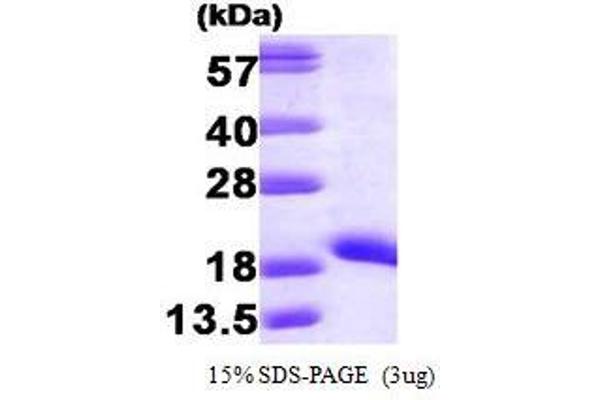 NME1 Protein (AA 1-152)