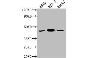 Western Blot Positive WB detected in: A549 whole cell lysate, MCF-7 whole cell lysate, HepG2 whole cell lysate All lanes: MAPK14 antibody at 1:2000 Secondary Goat polyclonal to rabbit IgG at 1/50000 dilution Predicted band size: 42, 35, 36, 30 kDa Observed band size: 42 kDa (MAPK14 抗体  (AA 2-258))