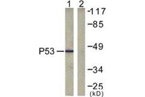 Western blot analysis of extracts from COS7 cells, treated with TSA 400nM 24h, using p53 (Ab-317) Antibody. (p53 抗体  (AA 283-332))