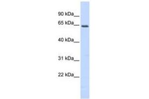 Image no. 1 for anti-Myocyte Enhancer Factor 2A (MEF2A) (N-Term) antibody (ABIN6742787) (MEF2A 抗体  (N-Term))