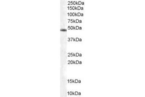 Image no. 2 for anti-COP9 Constitutive Photomorphogenic Homolog Subunit 2 (Arabidopsis) (COPS2) (C-Term) antibody (ABIN374326) (COPS2 抗体  (C-Term))