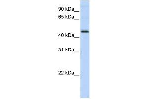 WB Suggested Anti-DEK Antibody Titration:  0. (DEK 抗体  (Middle Region))