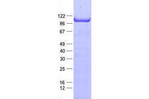 Validation with Western Blot (MAPK6 Protein (His tag))