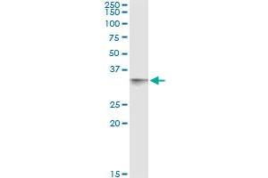 Immunoprecipitation of CD80 transfected lysate using anti-CD80 monoclonal antibody and Protein A Magnetic Bead , and immunoblotted with CD80 MaxPab rabbit polyclonal antibody. (CD80 抗体  (AA 1-288))