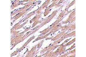 Immunohistochemistry (IHC) image for anti-Protein O-Fucosyltransferase 1 (POFUT1) (N-Term) antibody (ABIN1031521) (POFUT1 抗体  (N-Term))