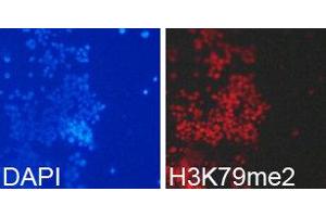 Immunofluorescence (IF) image for anti-Histone 3 (H3) (H3K79me2) antibody (ABIN1873007) (Histone 3 抗体  (H3K79me2))