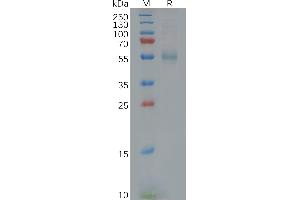 GFRA3 Protein (AA 32-374) (His tag)