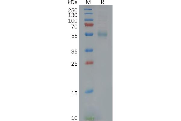 GFRA3 Protein (AA 32-374) (His tag)