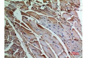 Immunohistochemistry (IHC) analysis of paraffin-embedded Rat Muscle, antibody was diluted at 1:100. (alpha-SMA (C-Term) 抗体)