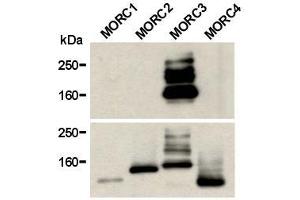 Western Blotting (WB) image for anti-MORC Family CW-Type Zinc Finger 3 (MORC3) antibody (ABIN1449250) (MORC3 抗体)