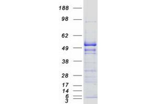 EEF1G Protein (Myc-DYKDDDDK Tag)