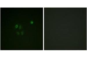 Immunofluorescence (IF) image for anti-Checkpoint Kinase 1 (CHEK1) (AA 271-320) antibody (ABIN2888805) (CHEK1 抗体  (AA 271-320))