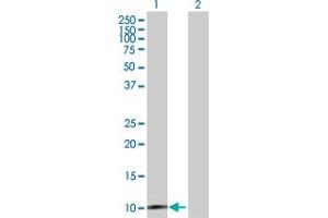 Western Blot analysis of CLPS expression in transfected 293T cell line by CLPS MaxPab polyclonal antibody. (CLPS 抗体  (AA 1-112))