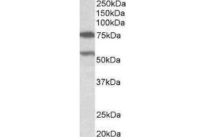 ABIN2564734 (0. (PRODH 抗体  (AA 112-134))