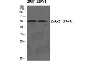 Western Blot (WB) analysis of specific cells using Phospho-Akt1 (Y474) Polyclonal Antibody. (AKT1 抗体  (pTyr474))