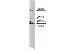 Western blot analysis of ERK (pan ERK) on a RSV-3T3 cell lysate. (ERK (Pan) (AA 219-358) 抗体)