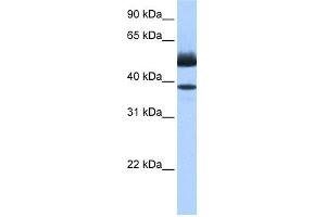 WB Suggested Anti-LIPJ Antibody Titration: 0. (LIPJ 抗体  (C-Term))