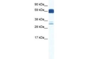 Western Blotting (WB) image for anti-Z Ion Channel 5 antibody (ABIN2460780) (Z Ion Channel 5 抗体)