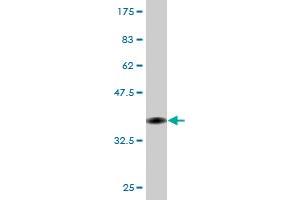 Western Blot detection against Immunogen (35. (EEF1D 抗体  (AA 1-91))