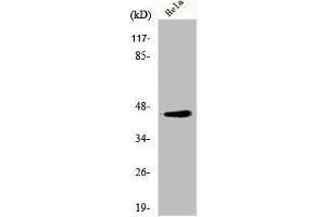 Western Blot analysis of HeLa cells using Elk-1 Polyclonal Antibody (ELK1 抗体  (N-Term))