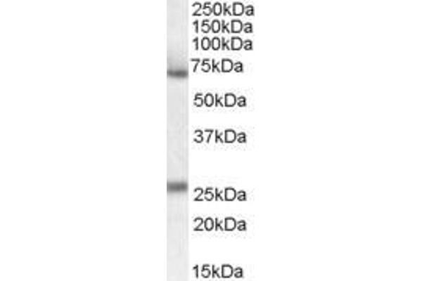 alpha 2 Antiplasmin 抗体  (Internal Region)