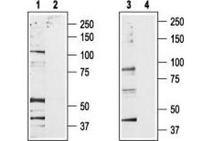Western blot analysis of rat brain membrane (lanes 1 and 2) and RBL lysates (lanes 3 and 4): - 1,3. (TRPV2 抗体  (C-Term, Intracellular))