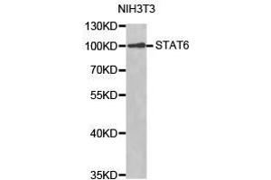 Western Blotting (WB) image for anti-Signal Transducer and Activator of Transcription 6, Interleukin-4 Induced (STAT6) antibody (ABIN1874972) (STAT6 抗体)