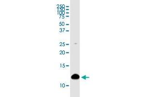 Western Blotting (WB) image for anti-S100 Calcium Binding Protein A4 (S100A4) (AA 1-101) antibody (ABIN562767)