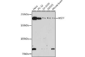 Western blot analysis of extracts of various cell lines, using WSTF Rabbit mAb (ABIN7265935) at 1:1000 dilution. (BAZ1B 抗体)