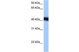 LOC653428 antibody used at 0. (LOC653428 抗体  (C-Term))