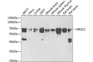 Western blot analysis of extracts of various cell lines, using NR2C2 antibody (ABIN6128390, ABIN6144811, ABIN6144812 and ABIN6222061) at 1:1000 dilution. (TR4 抗体  (AA 240-380))