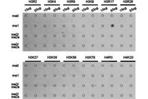 Dot-blot analysis of all sorts of methylation peptides using H3R17me1 antibody. (Histone 3 抗体  (H3R17me))