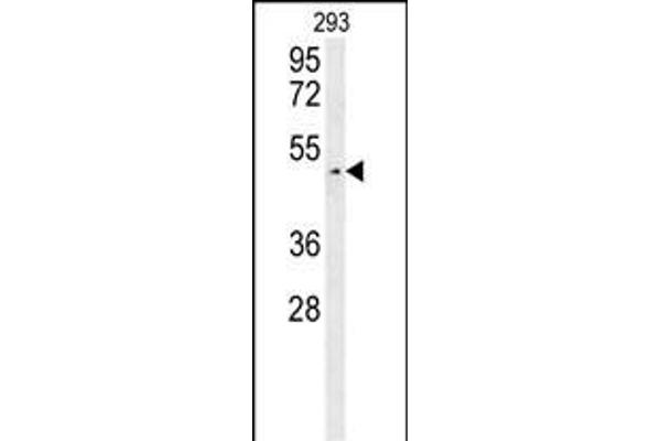 LUZP4 抗体  (N-Term)