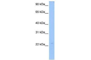 LOC728566 antibody used at 0. (LOC728566 抗体  (N-Term))