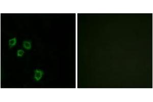 Immunofluorescence analysis of HepG2 cells, using MUC16 Antibody. (MUC16 抗体  (AA 13311-13360))