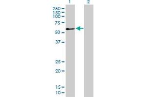 Western Blot analysis of ZNF259 expression in transfected 293T cell line by ZNF259 MaxPab polyclonal antibody. (ZNF259 抗体  (AA 1-459))